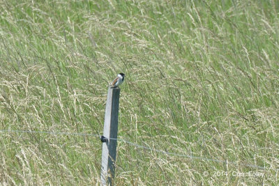 Tit, Marsh @ Neusiedl, Hungary