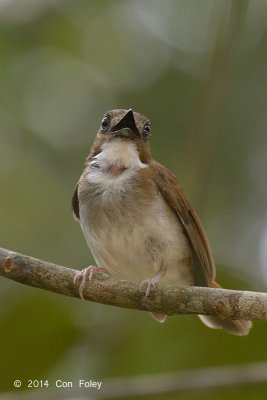 Flycatcher, Grey-chested Jungle