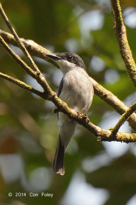 Flycatcher-Shrike, Black-winged (female)