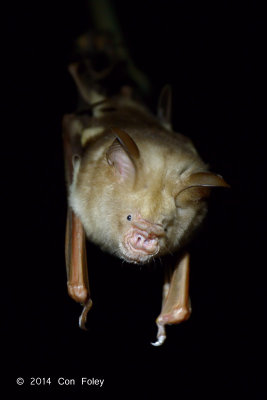 Diadem Roundleaf Bat (Hipposideros diadema) @ Carita