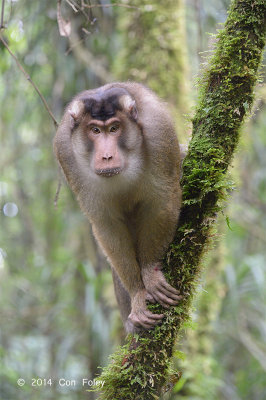 Macaque, Southern Pig-tailed
