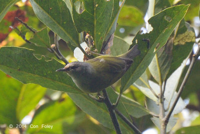 White-eye, Javan Grey-throated @ Gede