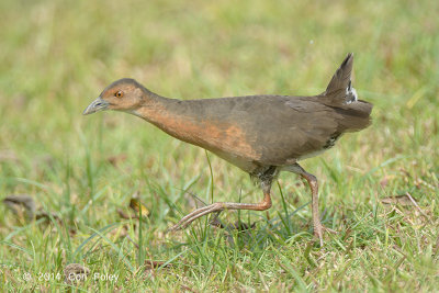 Crake, Band-bellied