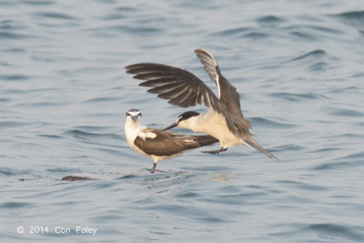 Tern, Bridled @ Straits of Singapore