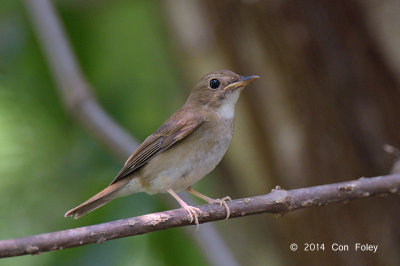 Flycatcher, Brown-chested Jungle (adult) @ Bidadari