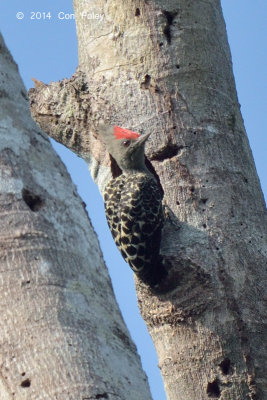 Woodpecker, Grey-and-buff (male)