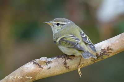 Warbler, Yellow-browed @ Doi Ang Khang