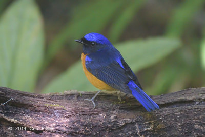 Niltava, Rufous-bellied (male) @ King's Project