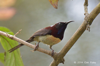 Sunbird, Black-throated (male) @ Doi Inthanon