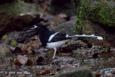 Forktail, Northern White-crowned