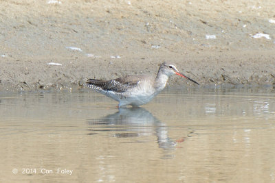 Redshank, Spotted @ Laem Pak Bia