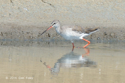 Redshank, Spotted