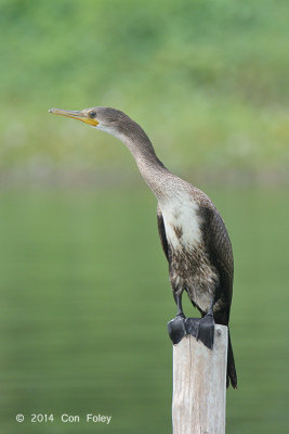 Cormorant, Indian