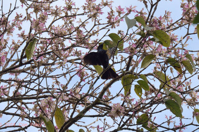 Drongo, Hair-crested @ Doi Inthanon