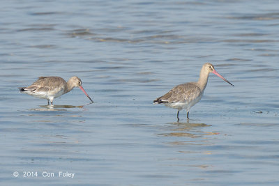 Godwit, Black-tailed