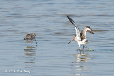 Godwit, Black-tailed @ Laem Pak Bai