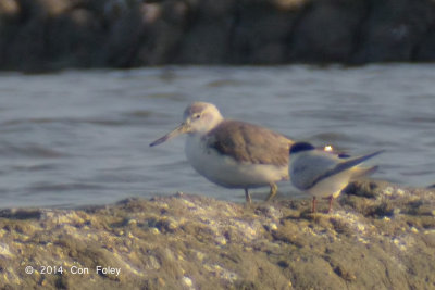 Greenshank, Nordmann's @ Laem Pak Bai