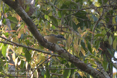 Shrike-Babbler, Blyth's (female) @ Kaeng Krachan