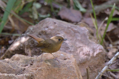 Flycatcher, Slaty-blue (female) @ Doi Lang