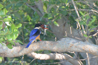 Kingfisher, Black-capped @ Laem Pak Bia