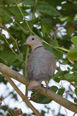 Dove, Red Collared (female) @ Eagle Point