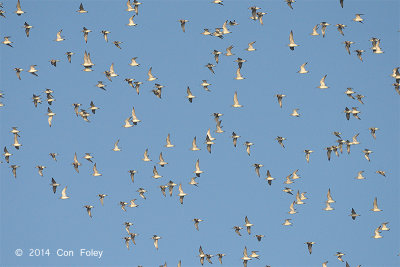 Knot, Great (flock in flight) @ Laem Pak Bia