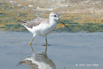 Sandpiper, Marsh