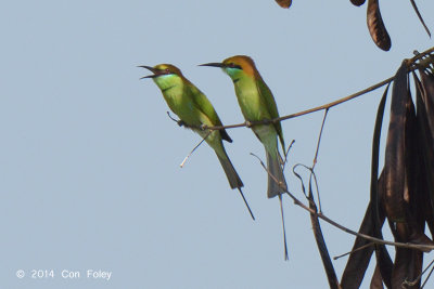 Bee-eater, Green @ Eagle Point