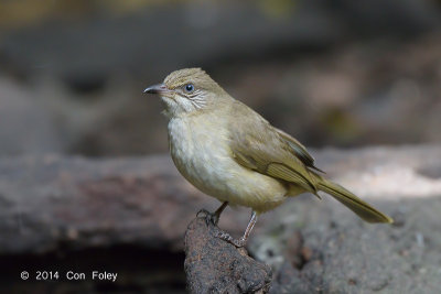 Bulbul, Streak-eared @ Kaeng Krachan