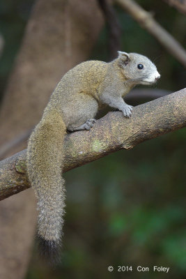Squirrel, Grey-bellied @ Kaeng Krachan