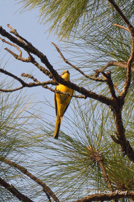 Minivet, Long-tailed (female) @ Doi Lang