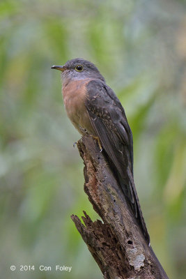 Cuckoo, Rusty-breasted @ Bidadari