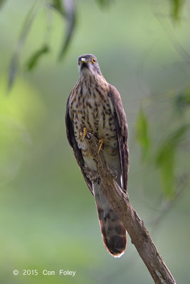 Cuckoo, Large Hawk (sub adult) @ Bidadari