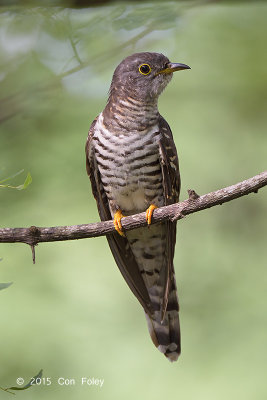 Cuckoo, Indian (female) @ Bidadari