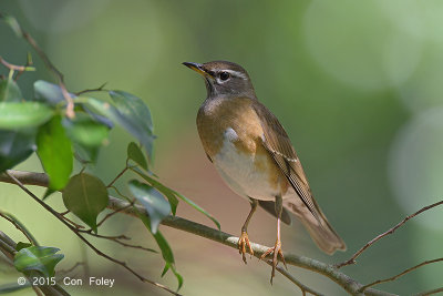 Thrush, Eyebrowed (female) @ Dairy Farm