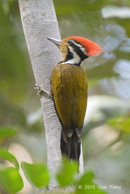 Woodpecker, Olive-backed