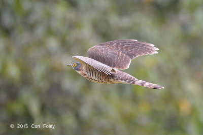 Cuckoo, Large Hawk (sub adult) @ Bidadari