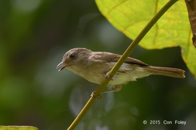 Fulvetta, Brown @ Gunung Arong