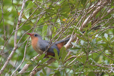 Malkoha, Red-billed @ Gunung Arong