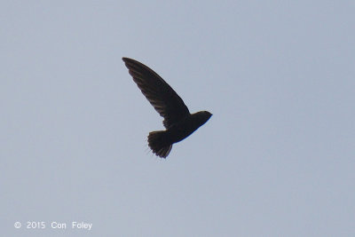 Needletail, Silver-rumped