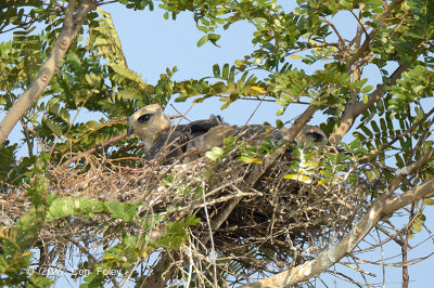 Kite, Black-winged (nest) @ Tuas