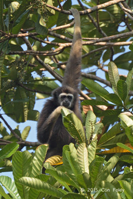 Gibbon, White-handed