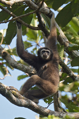 Gibbon, White-handed