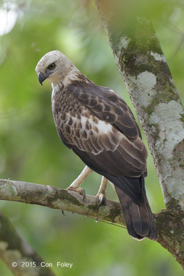 Eagle, Changeable Hawk (pale morph)