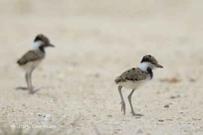 Lapwing, Red Wattled