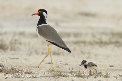 Lapwing, Red Wattled