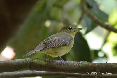 Flycatcher, Green-backed (female) @ Sime Track