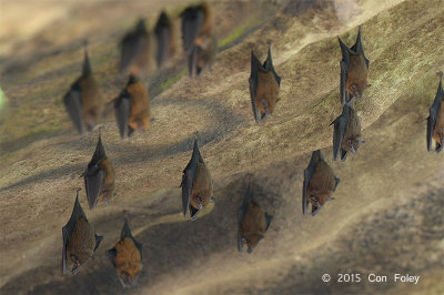 Bat, Lesser Sheath-tailed