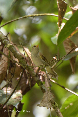 Warbler Eastern-crowned