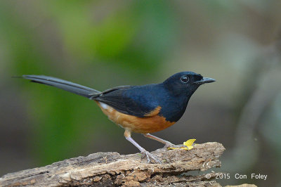 Shama, White-rumped (male) @ Hindhede